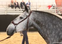 W RISUENA BD , SUBCAMPEONA DE ANDALUCIA (Copiar)